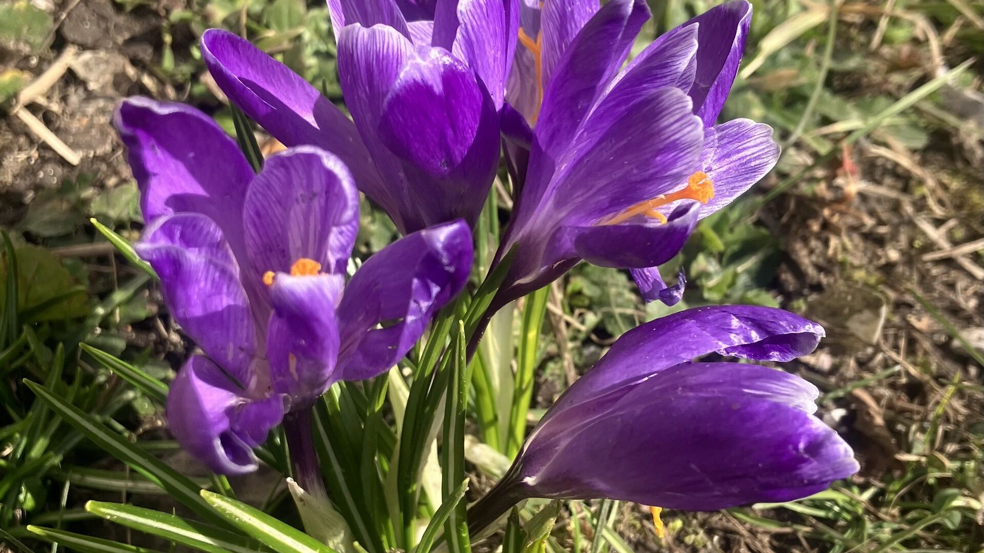 Angličtina v terénu - jarní květiny 